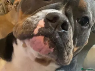 Olde English Bulldogge dogs Pedigree Olde English bulldogge - 4 years old - Advert 2