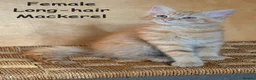Mixed Breed cats for sale: Ginger kittens in Middlesbrough - Advert 10