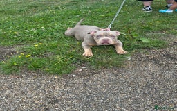 American Bully dogs for sale: Pocket Bully puppies - Lilac Ghost Tri  - Image 2