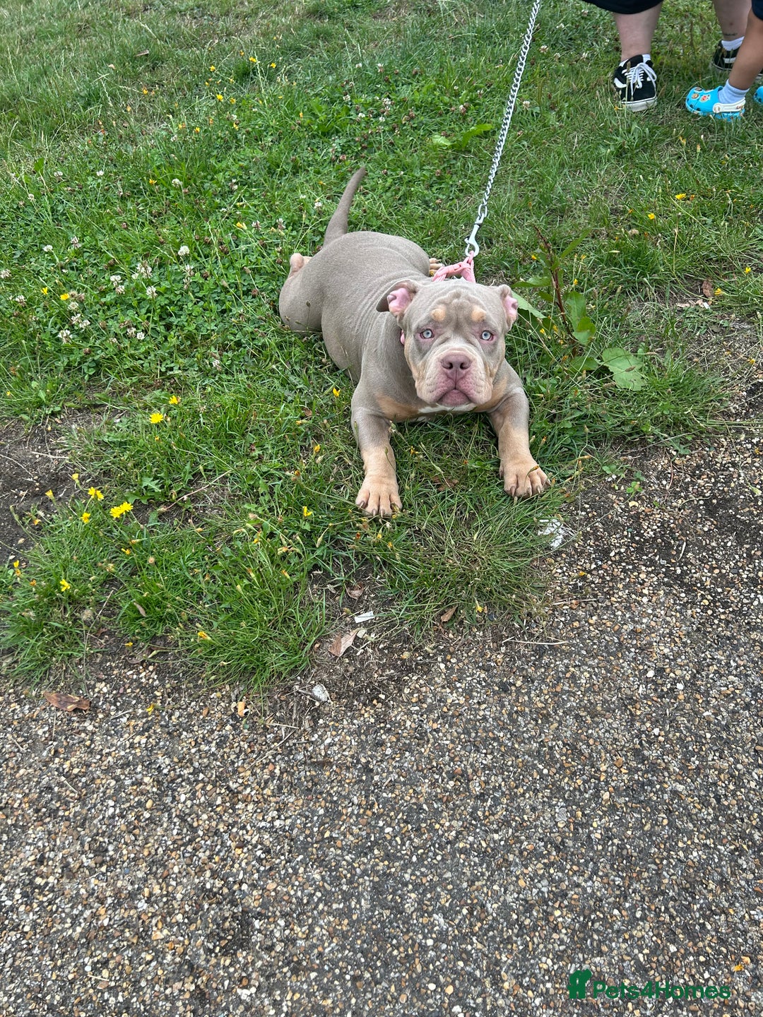 American Bully dogs for sale: Pocket Bully puppies - Lilac Ghost Tri  - Image 2