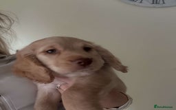 Cocker Spaniel dogs for sale: Cocker spaniel - Image 9