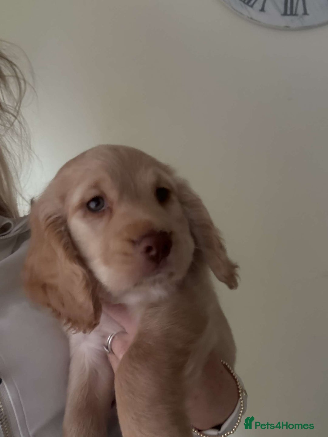 Cocker Spaniel dogs for sale: Cocker spaniel - Image 9
