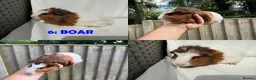 Guinea Pig rodents for sale: Various Guinea Pigs - Ready Now - Advert 12