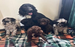 Cockapoo dogs for sale: F1b female Cockapoo puppy  - Image 1