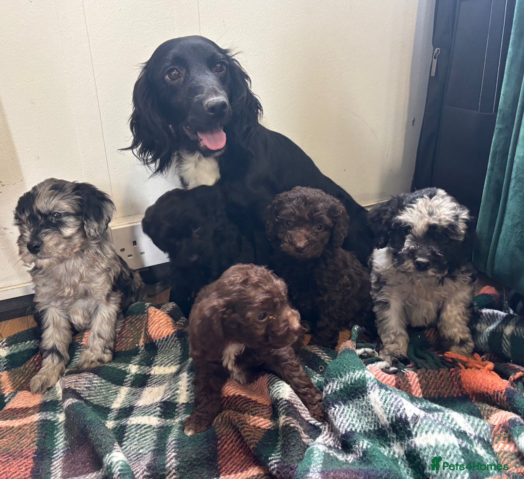 Cockapoo dogs for sale: F1b female Cockapoo puppy  - Image 1