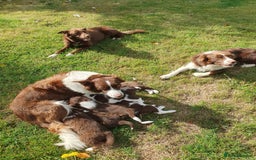 Border Collie dogs for sale: Beautiful farmhome bred Red and white Collies - Image 10
