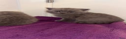 British Shorthair cats for sale: British short hair kittens - Advert 8