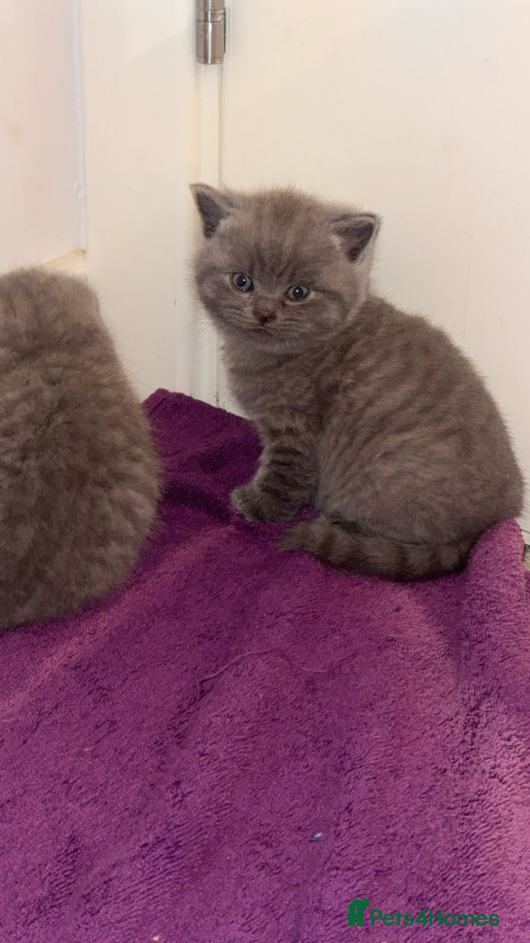 British Shorthair cats for sale: British short hair kittens - Advert 8