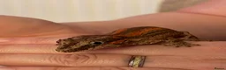 Gecko reptiles for sale: Gargoyle Gecko  - Advert 3