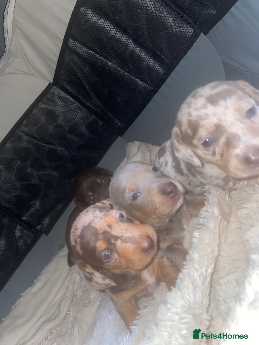 Miniature Dachshund dogs for sale: Beautiful miniature dachshunds  in Doncaster - Advert 2