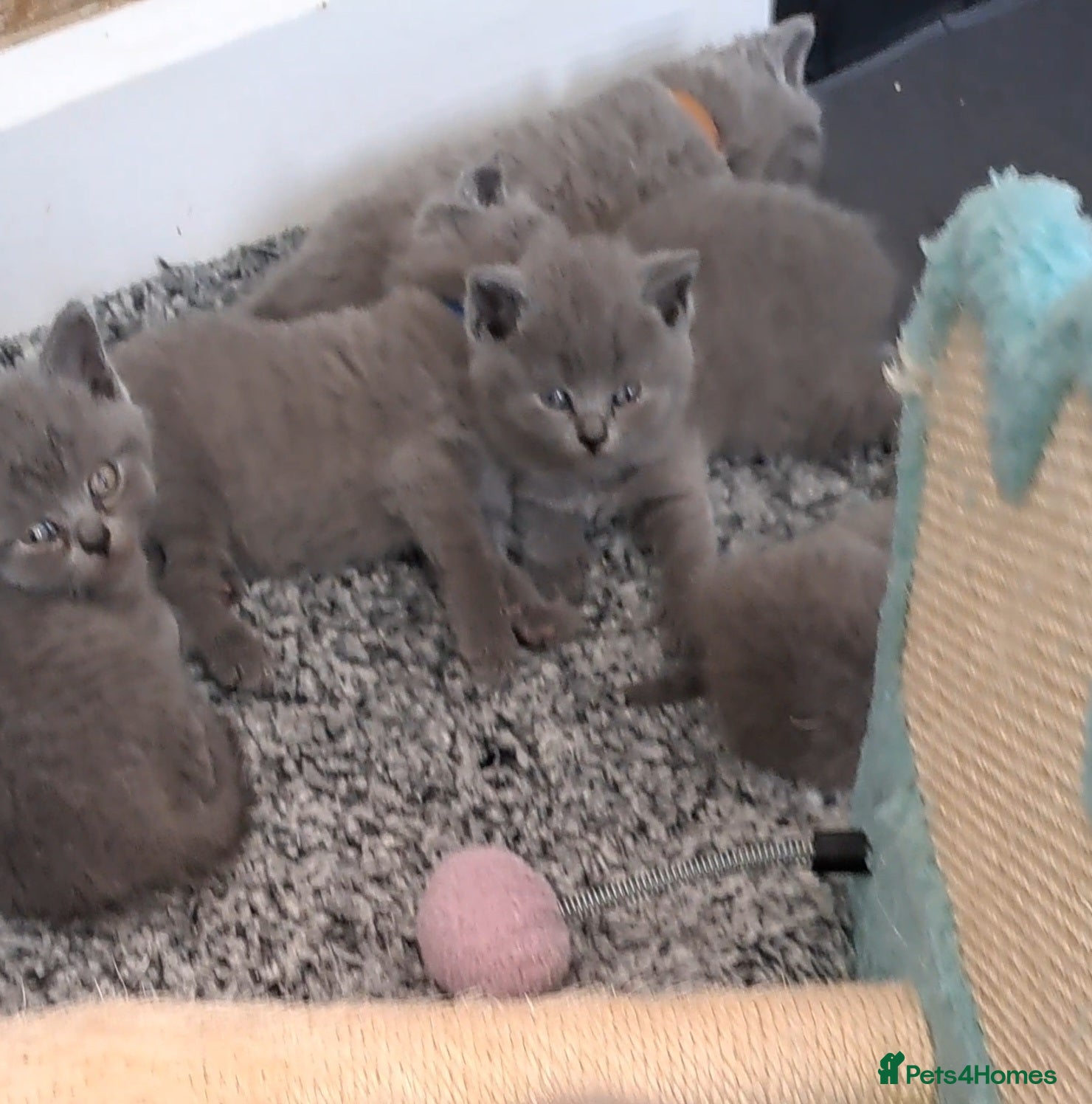 British Shorthair cats British Shorthair Blue are available  - Advert 1