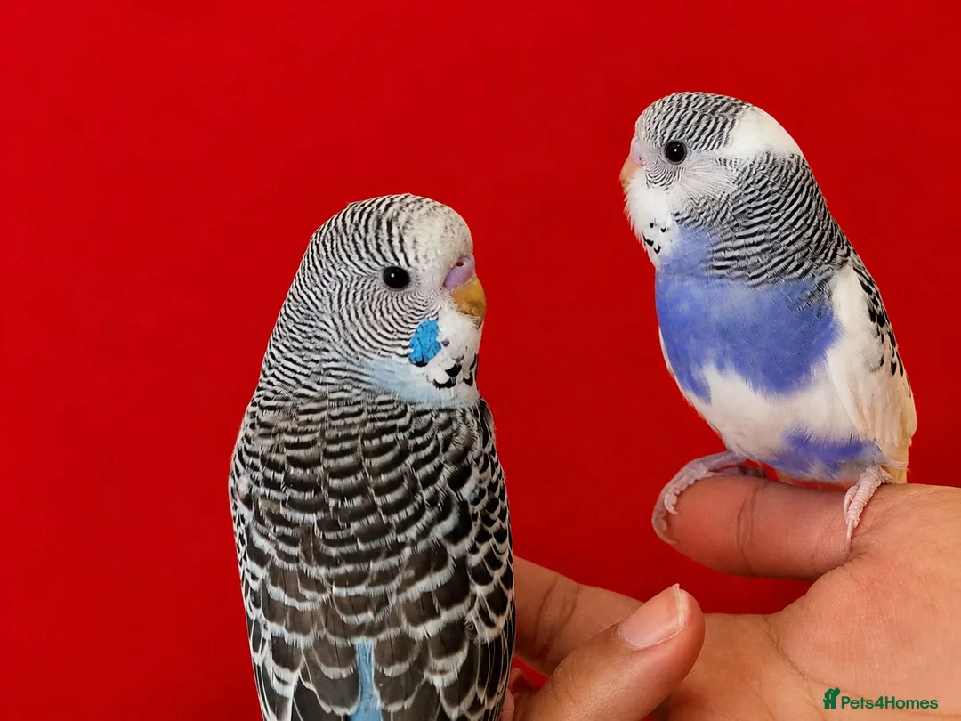 Budgerigars birds for sale: Super silly hand tamed baby budgies  - Advert 2