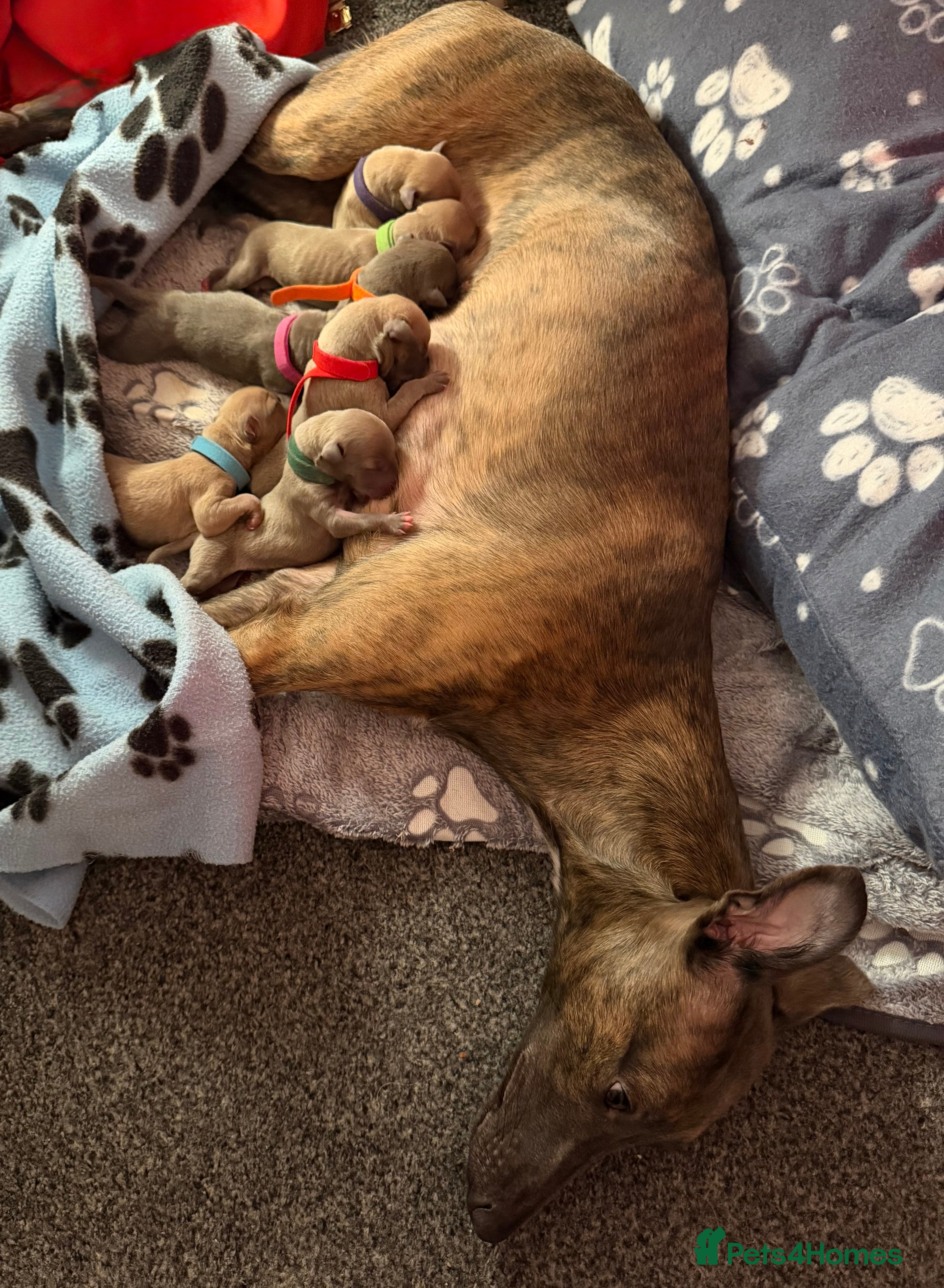 Mixed Breed dogs Beautiful Wiggy Puppies. Ready 27th March 🐾 in Paignton - Advert 5