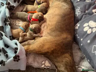 Mixed Breed dogs Beautiful Wiggy Puppies. Ready 27th March 🐾 in Paignton - Advert 5