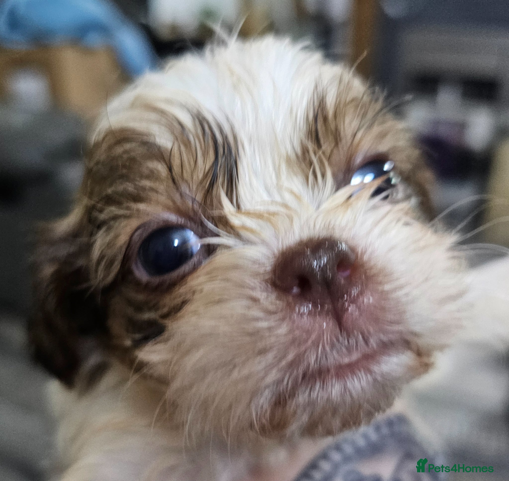 Shih Tzu dogs for sale: Choc Liver Shih Tzu puppies - Advert 18