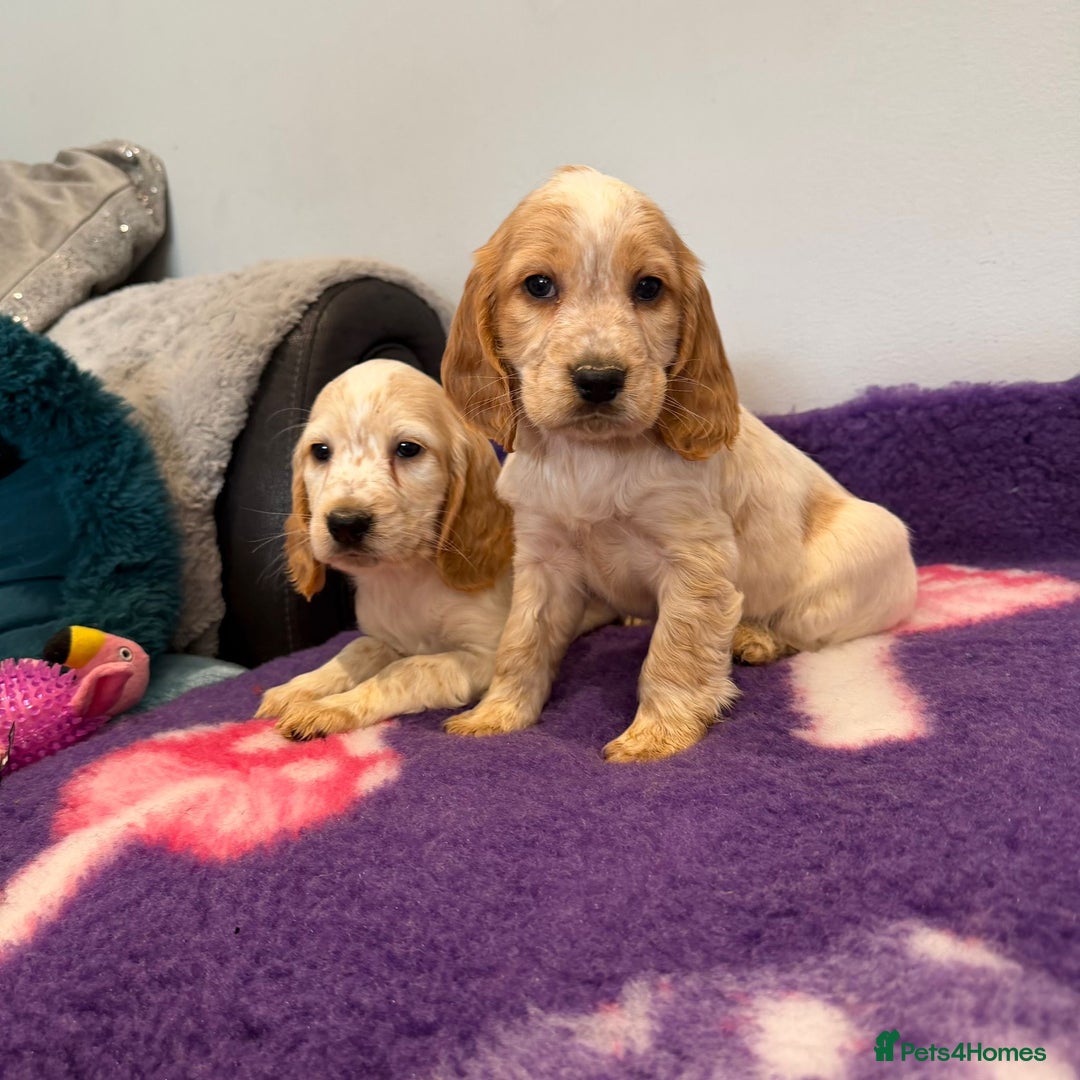 Cocker Spaniel dogs for sale: Stunning cocker spaniel pups  - Advert 14