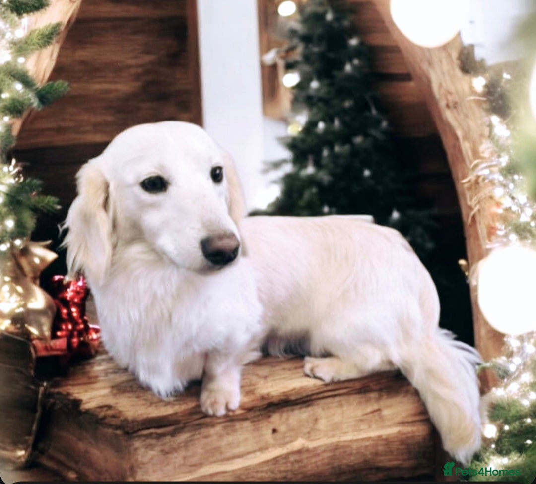 Miniature Dachshund dogs for stud: STUNNING ee/ii DOUBLE INTENSITY CREAM STUD - Advert 1