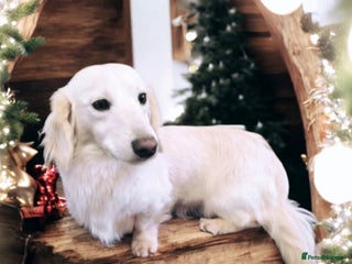 Miniature Dachshund dogs STUNNING ee/ii DOUBLE INTENSITY CREAM STUD - Advert 1