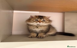 British Longhair cats for sale: British long hair  - Image 7