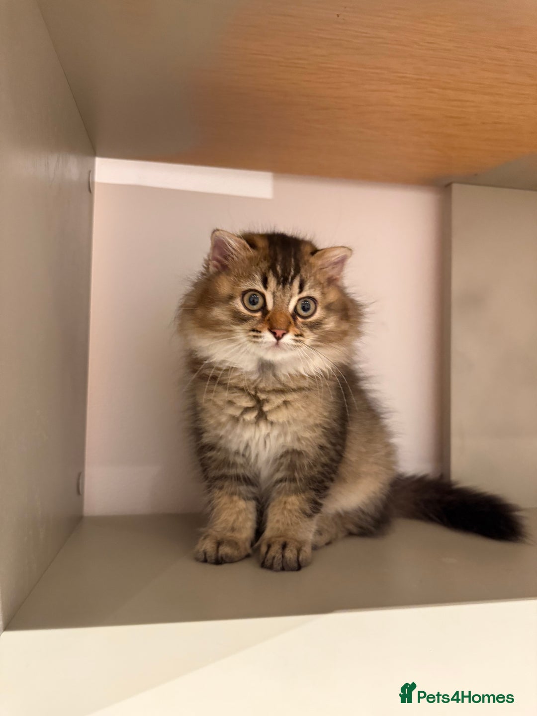 British Longhair cats for sale: British long hair  - Image 7