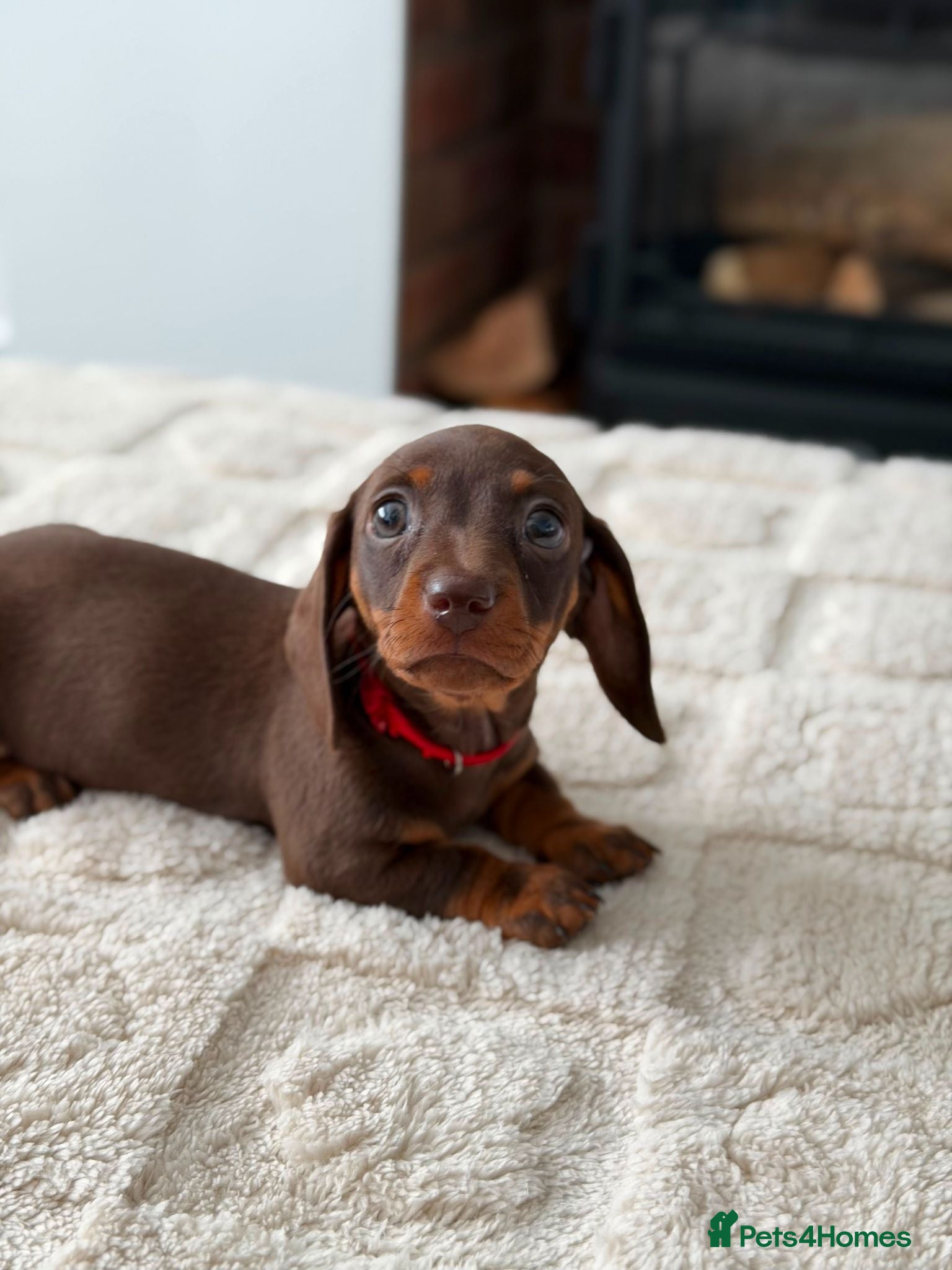 Miniature Dachshund dogs *KC Reg Miniature Dachshund Puppies available * - Advert 2