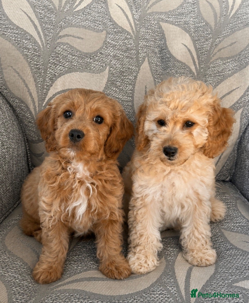 Cavapoo dogs Extensively health tested red Cavapoo babies - Advert 1