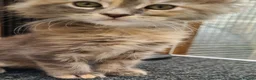 Maine Coon cats for sale: Pedigree tica mainecoon kittens - Advert 16
