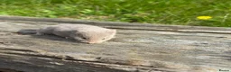 Hamster rodents for sale: Beautiful baby Syrian Hamsters Sheffield - Advert 25