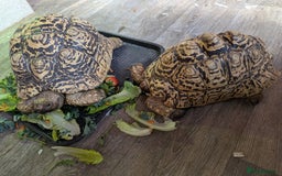 Tortoise reptiles for sale: Breeding pr leopard tortoises. 24 yrs old. Gravid - Image 3