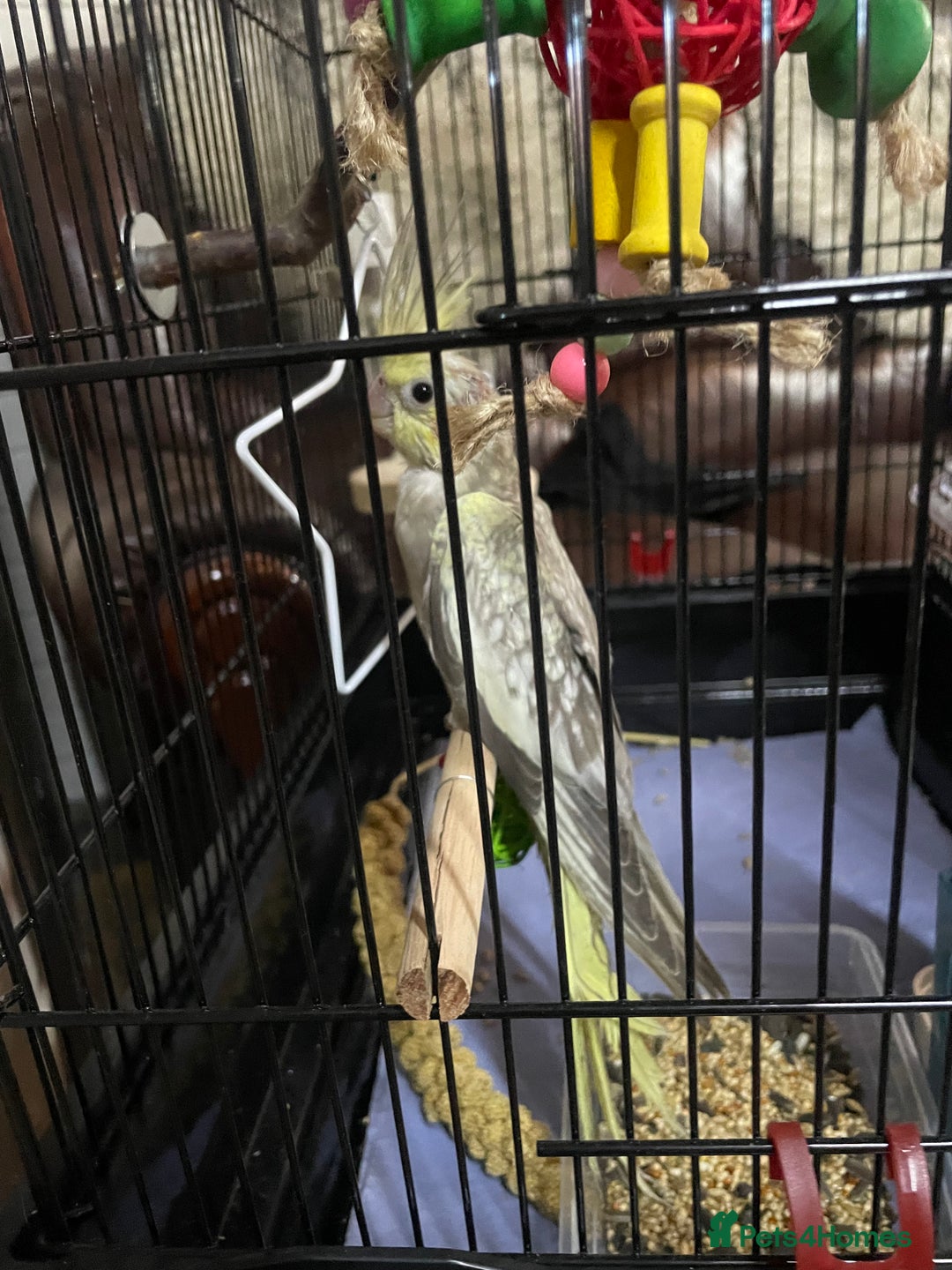 Cockatiels birds for sale: Baby pearl cockatiel hand tame and friendly  - Advert 17