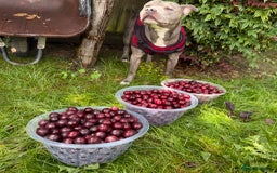Staffordshire Bull Terrier dogs for sale: Experienced Home For Loki - Image 5