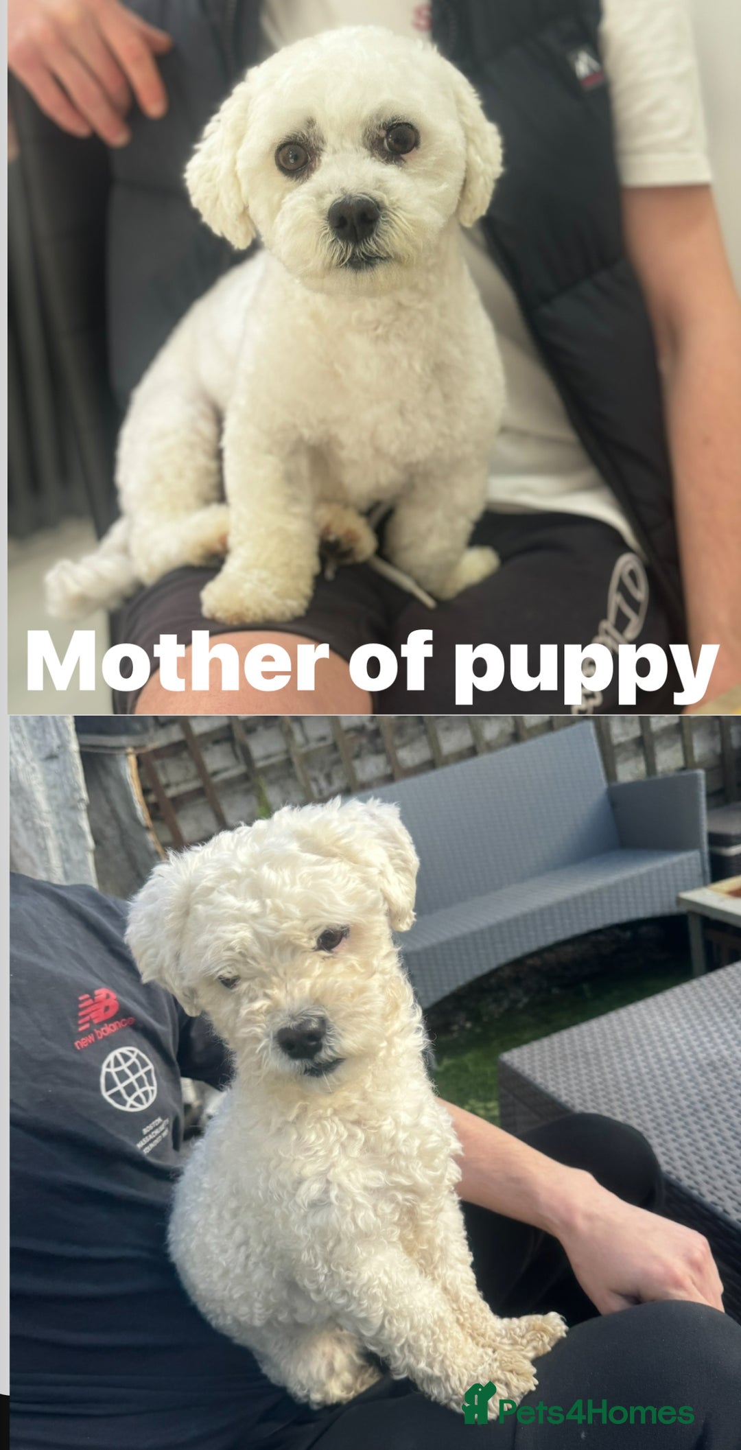 Maltese dogs for sale: Adorable Bichon Maltese Female Puppy - Advert 7