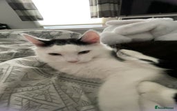 Mixed Breed cats for sale: urgent rehome - Advert 7