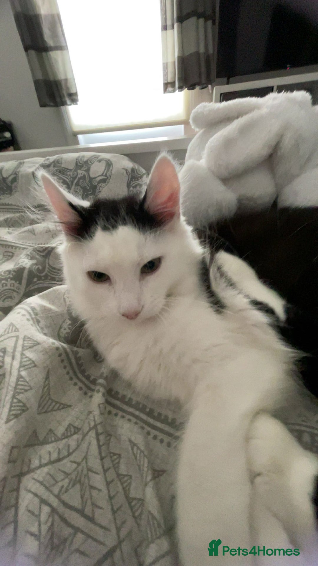 Mixed Breed cats for sale: urgent rehome - Advert 7