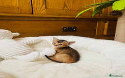 Abyssinian cats for sale: 🏆🥇🏵️Top Quality Champion Lines Abyssinian - Image 21