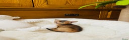Abyssinian cats for sale: 🏆🥇🏵️Top Quality Champion Lines Abyssinian - Advert 24