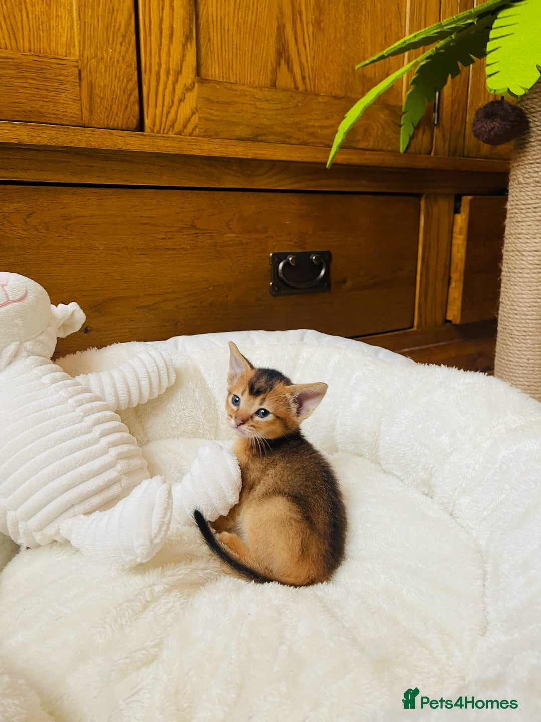 Abyssinian cats for sale: 🏆🥇🏵️Top Quality Champion Lines Abyssinian - Image 21