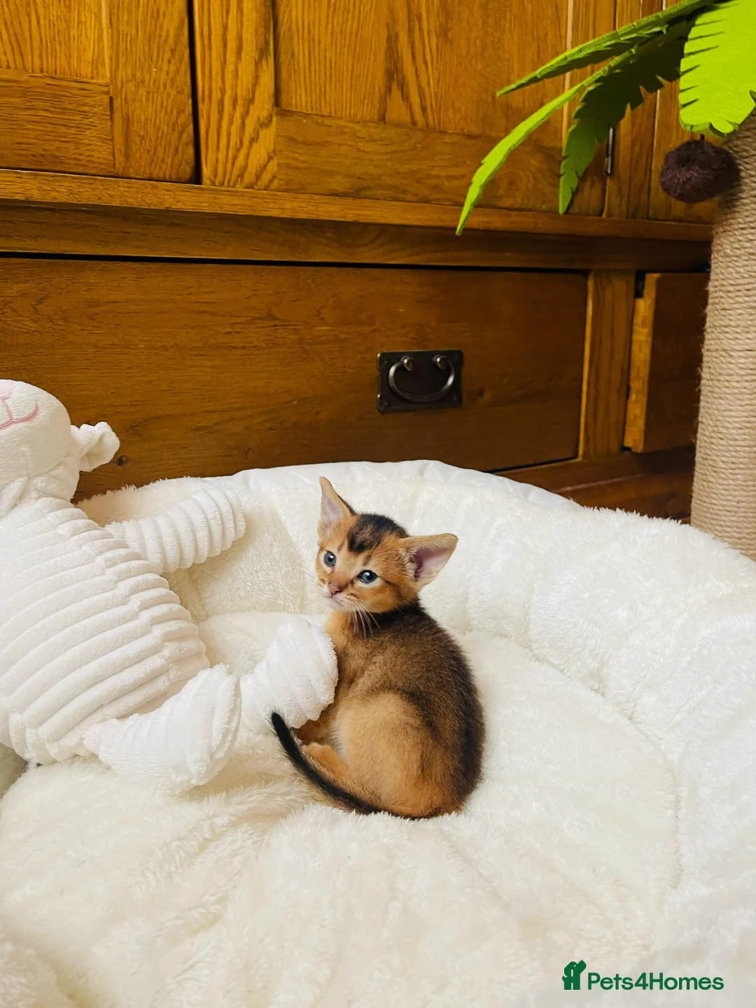 Abyssinian cats for sale:  🏆🥇🏵️Top Quality Champion Lines Abyssinian  - Advert 26
