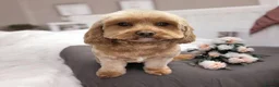 Cavapoo dogs for sale: Beautiful F1B Teddy Toy cavapoos  - Advert 8