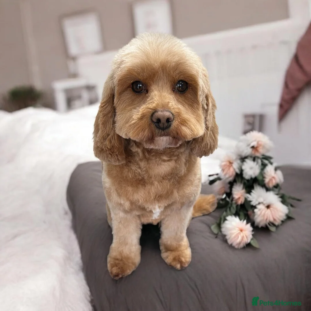 Cavapoo dogs for sale: Beautiful F1B Teddy Toy cavapoos  - Advert 8