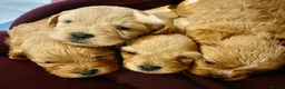 Shihpoo dogs for sale: Beauty’s pups - Advert 1