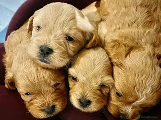 Shihpoo dogs Beauty’s pups - Advert 15