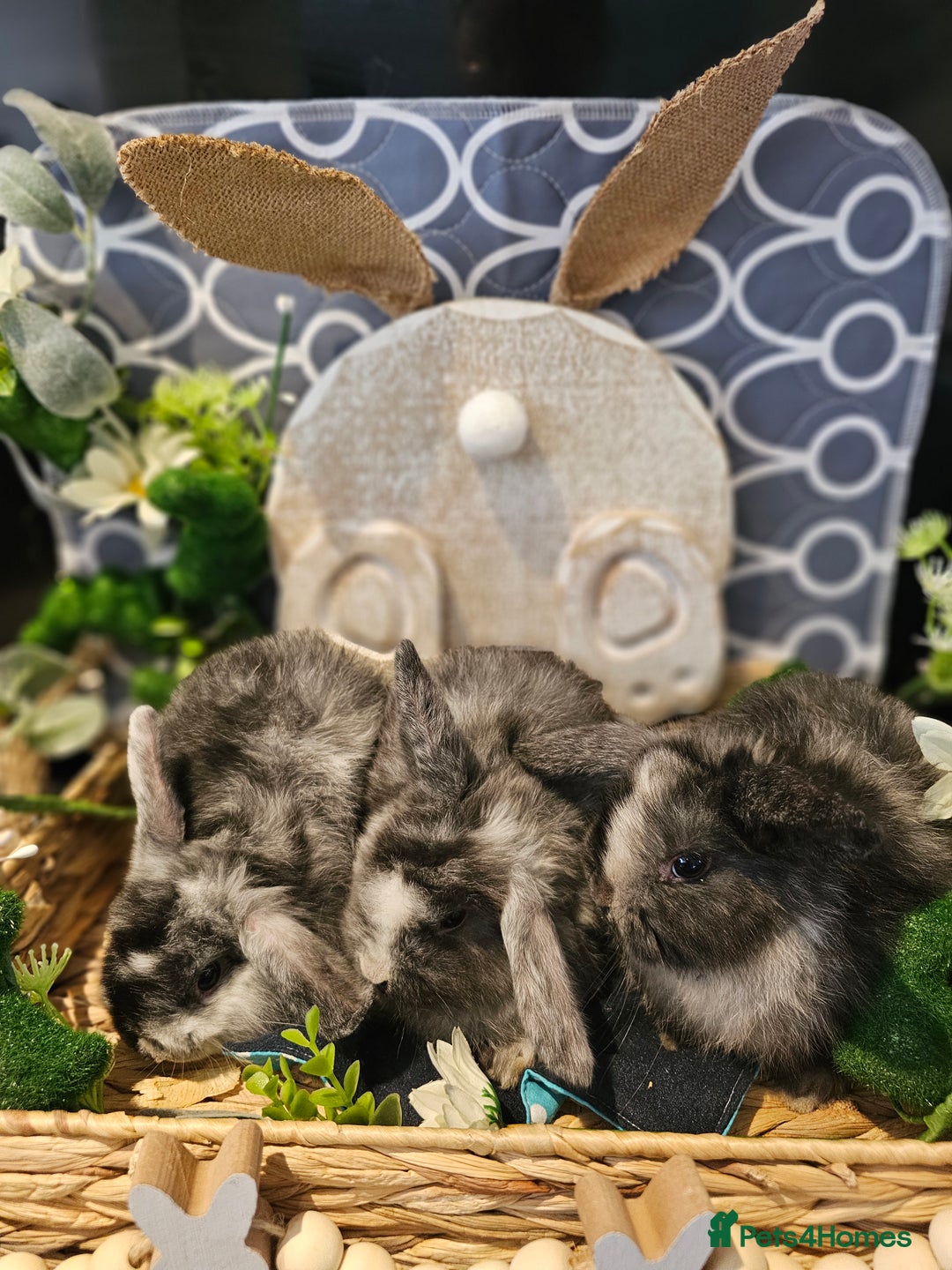 Mini Lop rabbits for sale: Beautiful mini lop babies  - Advert 14