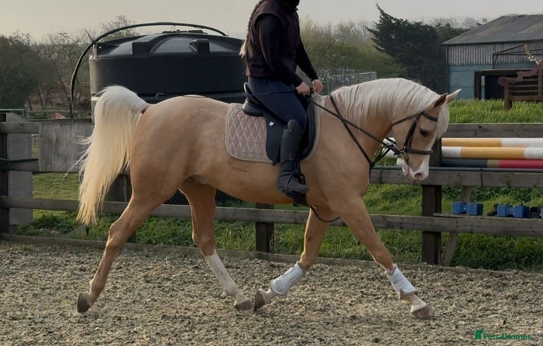 Arabian horse horses for sale: Superb Part Bred Arab  - Image 6