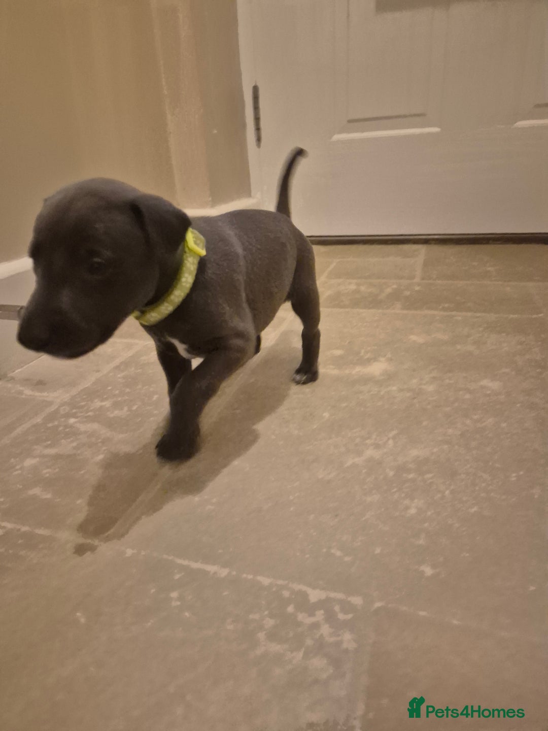 Whippet dogs for sale: Blue Whippet Boys - Advert 5