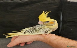 Cockatiels birds for sale: Tame cockatiel chicks  - Image 10