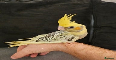 Cockatiels birds - Advert 10