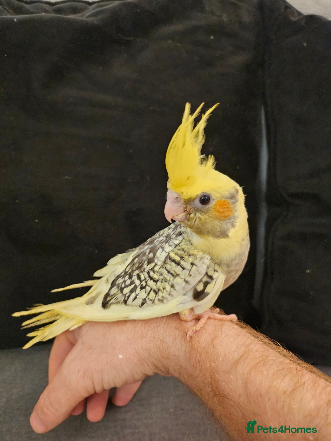Cockatiels birds for sale: Tame cockatiel chicks  - Image 10