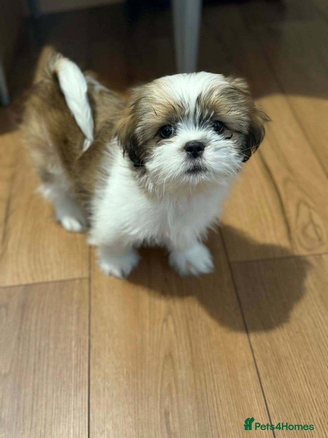 Shih Tzu dogs for sale: Beautiful Shih Tzu puppy - Advert 3