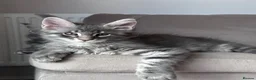 Maine Coon cats for sale: ✨5 Gorgeous Pure Breed Maine Coon Kittens✨ - Advert 30